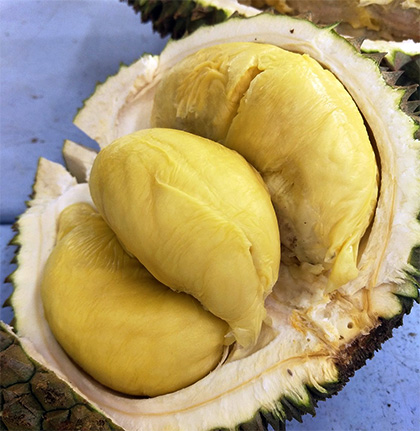 Zoom sur la pulpe jaune dorée d’un durian ouvert, montrant sa texture crémeuse et dense dans l’écorce épineuse du fruit.