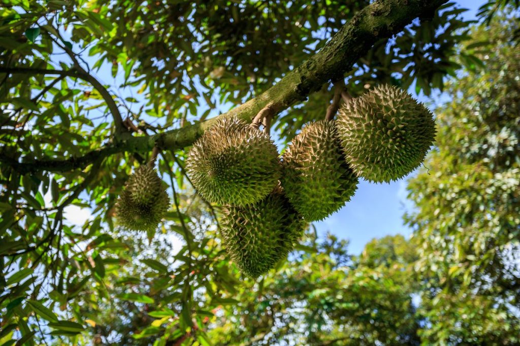 Plusieurs fruits de durian épineux suspendus à une branche, en pleine lumière naturelle, dans une plantation tropicale verdoyante.