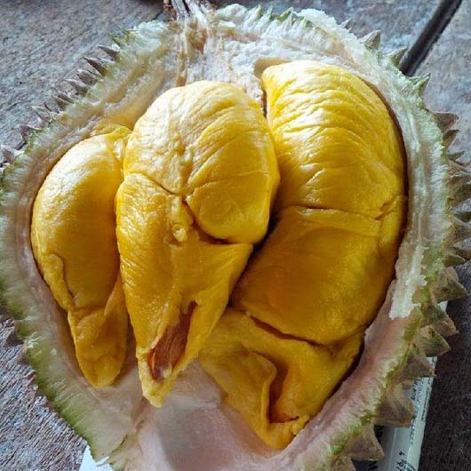 Chair Durian Musang King