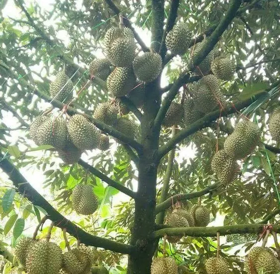Musang King sur arbre